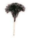 Largest species of bird…or feather duster?