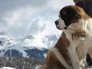 st-bernard