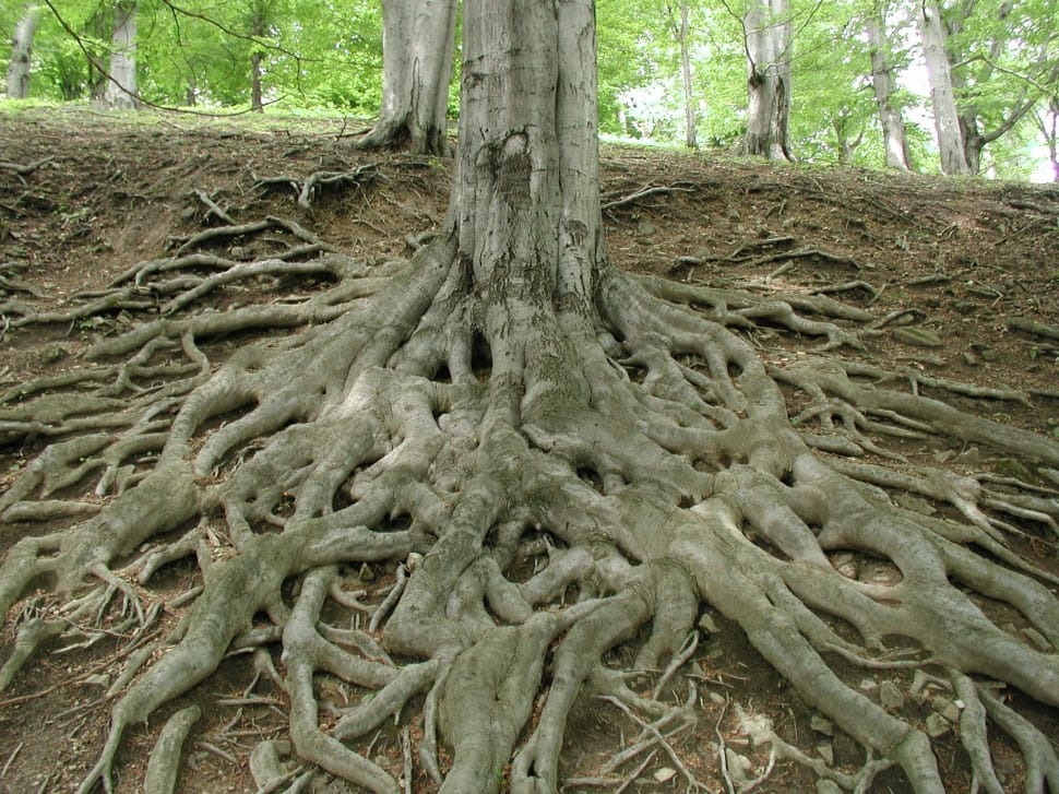 tree roots