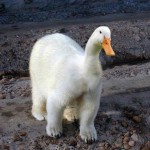 PolarDuck