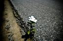 Flower in concrete